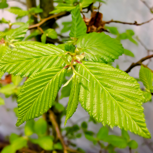 Hainbuche - Hornbeam - Baumessenz