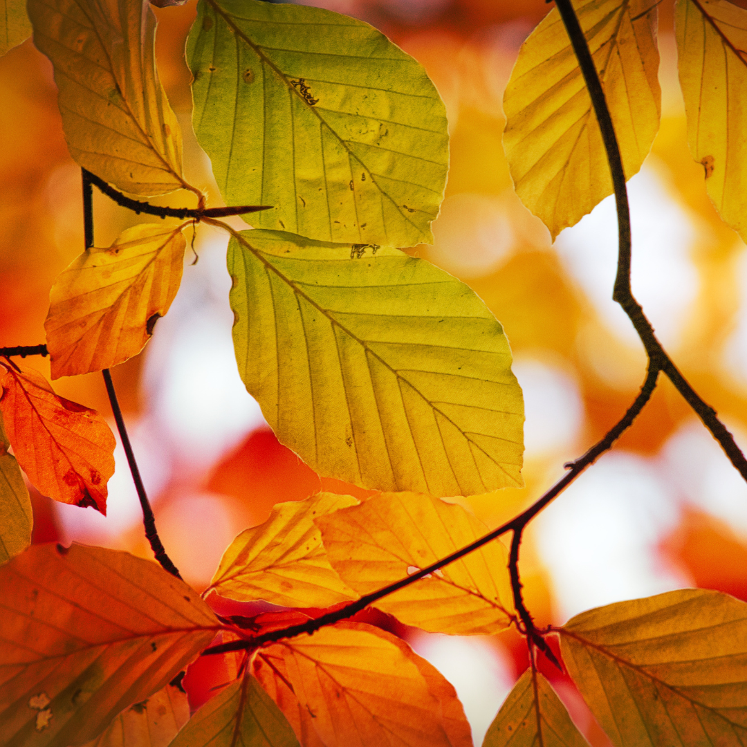 Rotbuche - Beech - Baumessenz