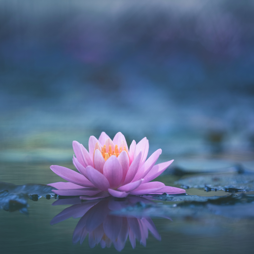 Wie wirken Blütenessenzen? – Sanfte Begleiter für innere Balance