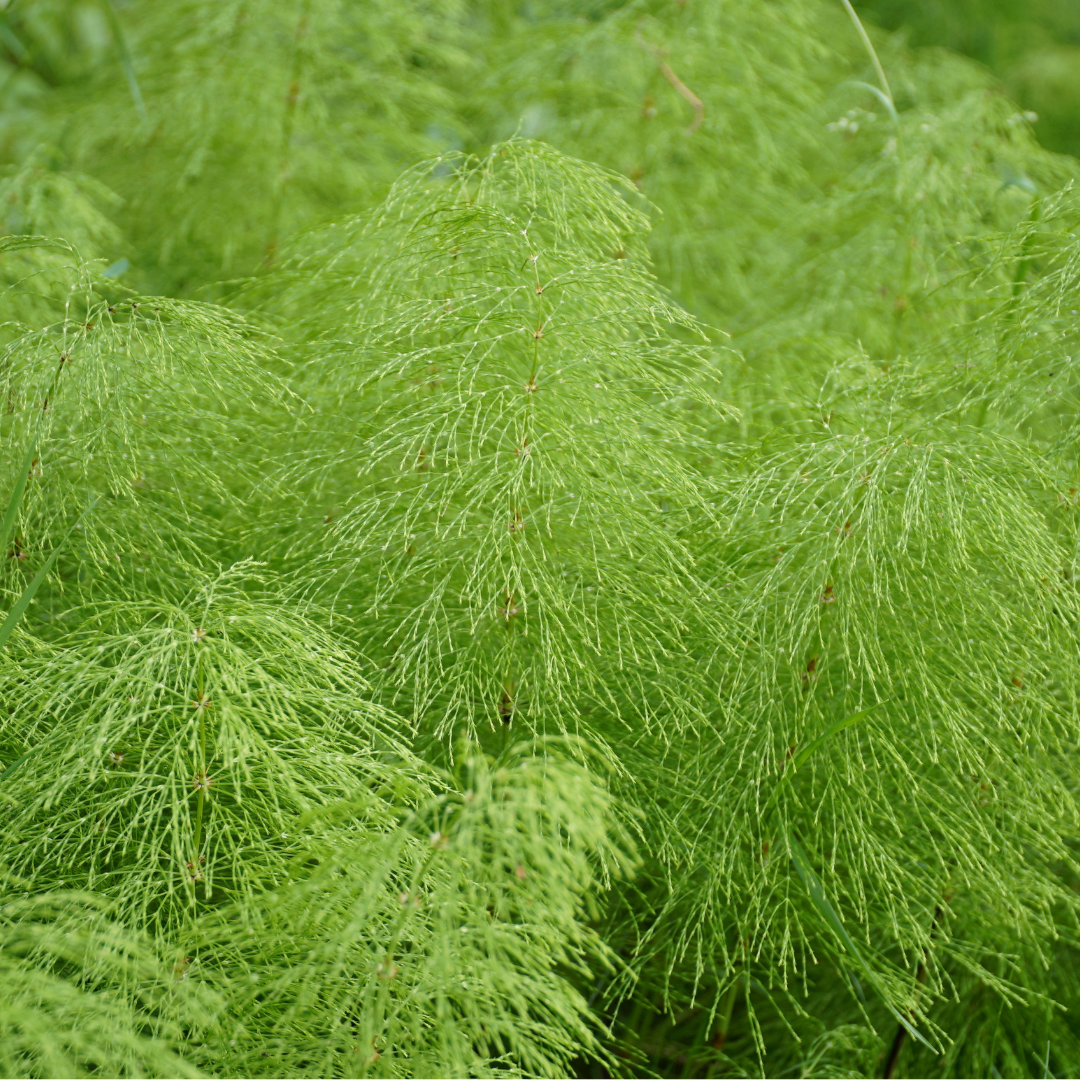 Artemisia annua Blütenessenz