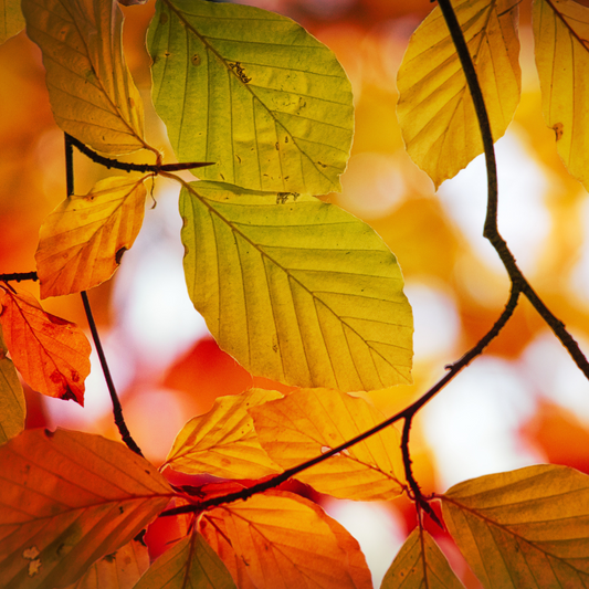 Rotbuche - Beech - Baumessenz
