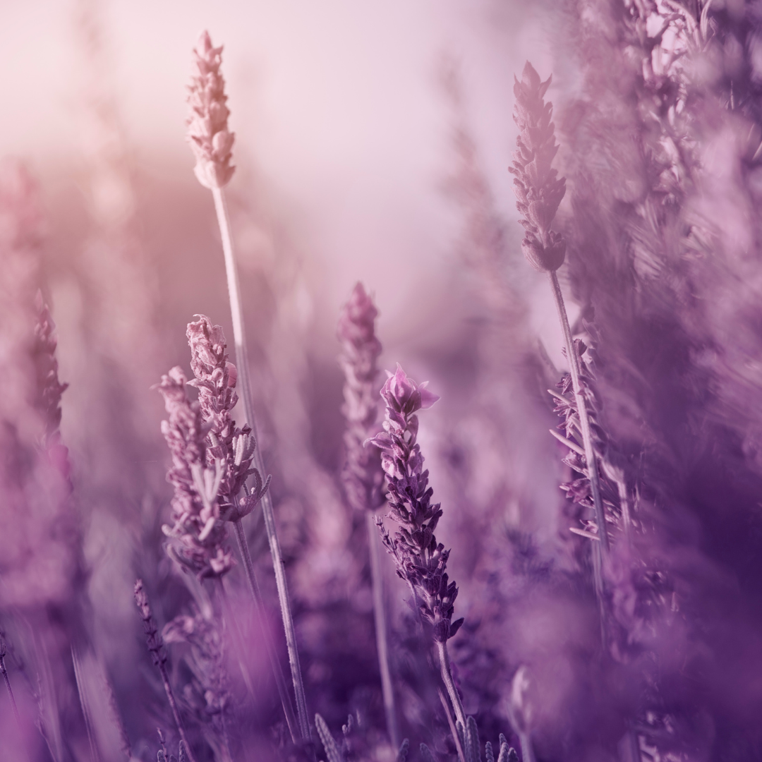 Produktbild Lavendeltinktur zum Schutz vor Blattläusen & Schnecken