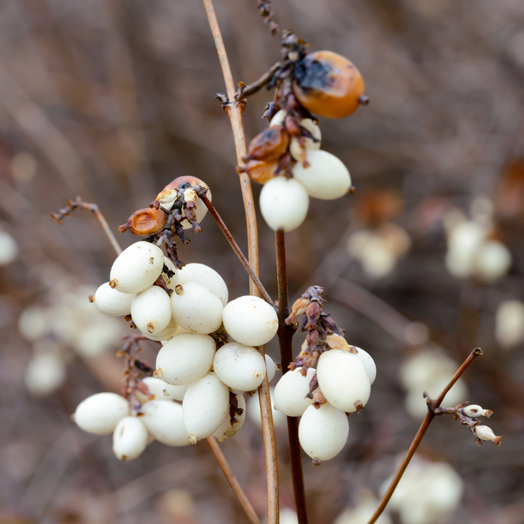 Schneebeere Blütenessenz