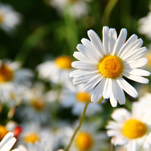 Gänseblümchen Blütenessenz