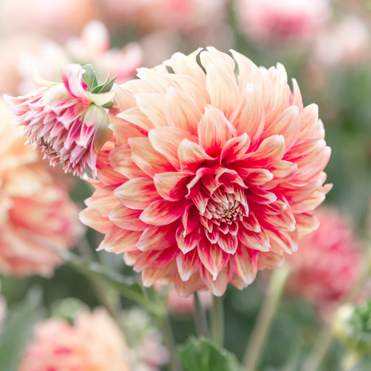 Die Zauberkraft der Blumen - Monatsworkshops