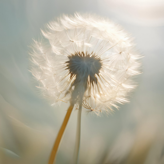 Pusteblume Blütenessenz